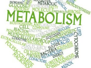 a graphic showing words related to metabolism